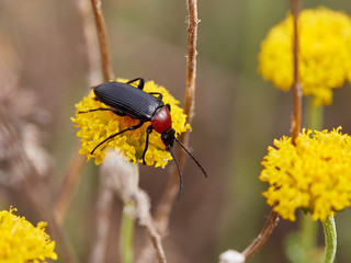 Beetle with scientific name Heliotaurus ruficollis (Fabricius, 1781), on top of a flower, near Almansa, Spain
