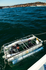 Cages for the observation of  GREAT WHITE SHARK - GRAN TIBURON BLANCO(Carcharodon carcharias), False Bay, South Africa, Africa
