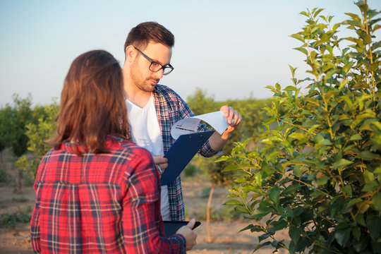 Serious young male and female agronomists or farmers working in a fruit orchard. Inspecting young trees, discussing and filling forms. Organic farming and healthy food production