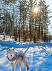 Beautiful wolf on the edge of forest