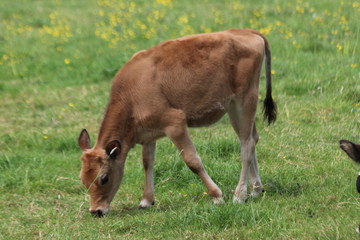 Naklejka na ściany i meble Brown frysian young calf of a cow on a meadow in the Netherlands