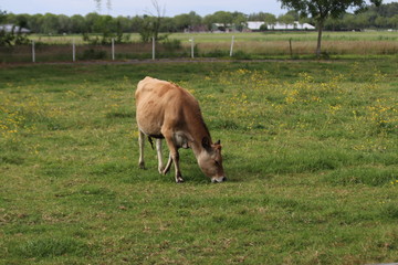 Brown frysian young calf of a cow on a meadow in the Netherlands