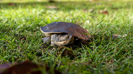 (Emydura macquarii) australian murray river turtle looking for water in the grass