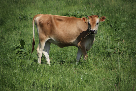 Brown frysian young calf of a cow on a meadow in the Netherlands