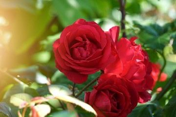 red rose flower plant in the garden in summer, flowers with red petals in the nature