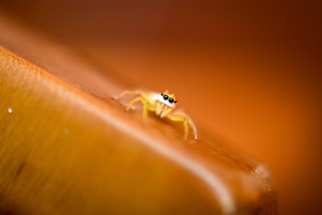 small yellow spider with dark eyes closeup - 272390891