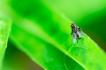 Housefly is sitting on a leaf, Macro photo, close up, insect, Musca domestica