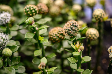 close-up side-view of Golden barrel cactus (Echinocactus grusonii) cluster.