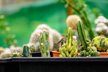 close-up side-view of Golden barrel cactus (Echinocactus grusonii) cluster.