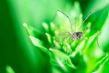 Macro photo, close up, insect, spider, Opiliones, Phalangiidae, Arthropoda, Harvestmen waiting to attack its prey (female)