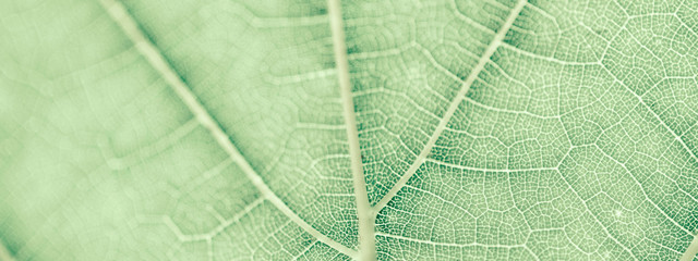 Grape leaf, green toned, macro. Close up texture with copy space for design.