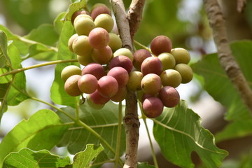 LES FRUITS SAUVAGES  RAISINS