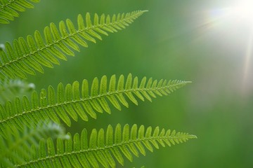 green fern plant leaf textured in the garden in summer, ferns in the nature