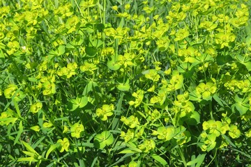 Euphorbia plant in the meadow