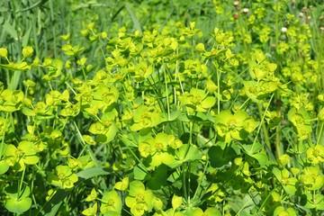 Euphorbia plant in the field, natural green background 