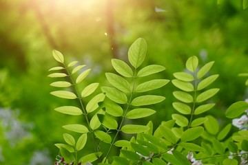 green tree leaves and branches in the nature in summer, green background