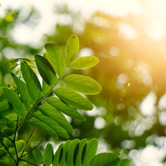 green tree leaves and branches in the nature in summer, green background