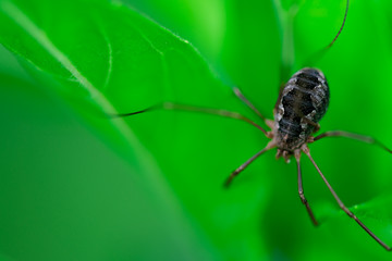 Macro photo, close up, insect, spider, Opiliones, Phalangiidae, Arthropoda, Harvestmen waiting to attack its prey (female)