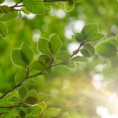 green tree leaves and branches in the nature in summer, green background