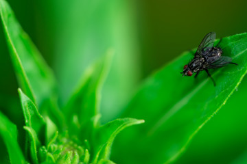 Housefly is sitting on a leaf, Macro photo, close up, insect, Musca domestica