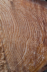 A section of the pine tree that was freshly sawed; Wood grain background texture in nature