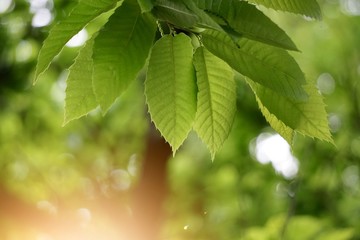 Fototapeta na wymiar green tree leaves and branches in the nature in summer, green background