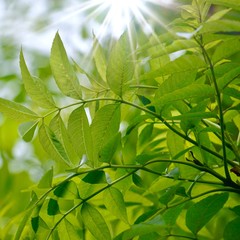 green tree leaves and branches in the nature in summer, green background