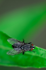 Housefly is sitting on a leaf, Macro photo, close up, insect, Musca domestica