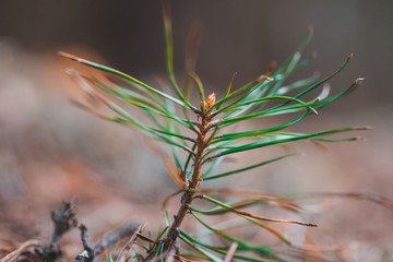 A small sprig of pine