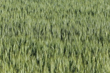 pattern of wheat in a calm field