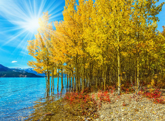 The golden foliage of birches