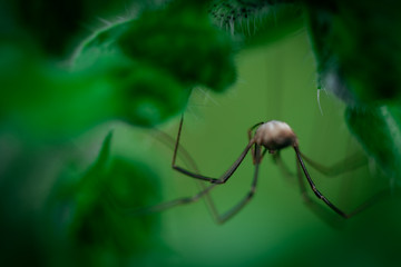 Harvestmen waiting to attack its prey (male), Macro photo, close up, insect, spider, Opiliones, Phalangiidae, Arthropoda,