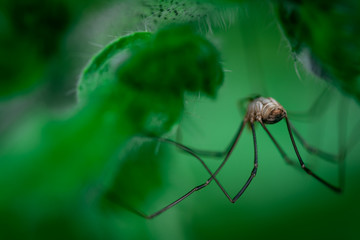 Harvestmen waiting to attack its prey (male), Macro photo, close up, insect, spider, Opiliones, Phalangiidae, Arthropoda,