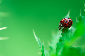 Ladybugs eating on a leaf, Macro photo, close up, insect, Coccinellidae, Arthropoda, Coleoptera, Cucujiformia, Polyphaga