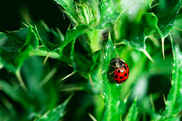 Ladybugs eating on a leaf, Macro photo, close up, insect, Coccinellidae, Arthropoda, Coleoptera, Cucujiformia, Polyphaga