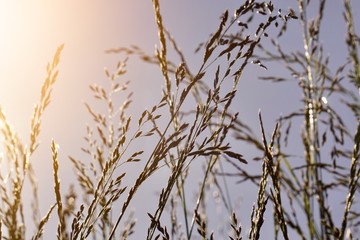 green flower plant in the garden in summer, plants in the nature, green background