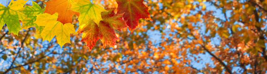 image of autumn trees in a park close up