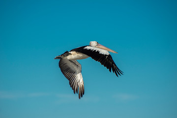Obraz premium Australian Pelican in flight