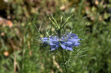 Blue Nigella flowering in herbaceous border, Swiss garden