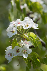 Branch of a blossoming pear close up