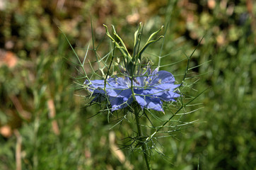 Blue Nigella flowering in herbaceous border, Swiss garden