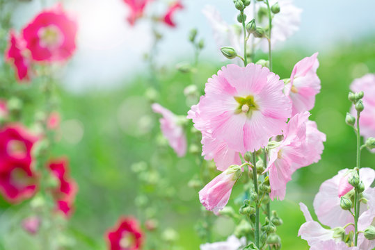 552 Best タチアオイ Images Stock Photos Vectors Adobe Stock