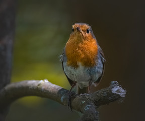 Rotkehlchen im Abendlicht