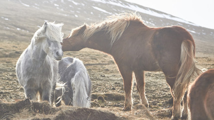 Iceland horses with beautiful lights