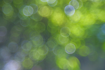 Obraz premium Natural green blurred background. Abstract background with bokeh defocused lights. Royalty high-quality free stock footage of bokeh light from the sun through the leaves with copyspace for text design