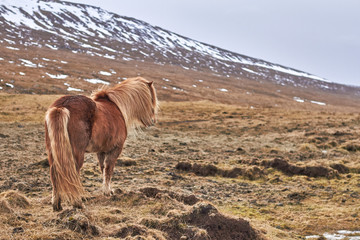 Iceland horses with beautiful lights