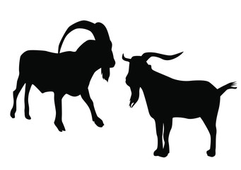  Vector silhouette  goat, two different kinds, black color isolated on white background