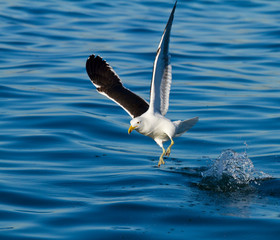 BLACK BACKED KELP GULL - GAVIOTA DEL CABO, False Bay, South Africa, Africa