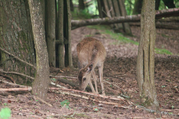 Reh im Wald