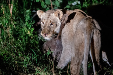Safari lion qui mange Parc Kruger Afrique du Sud 